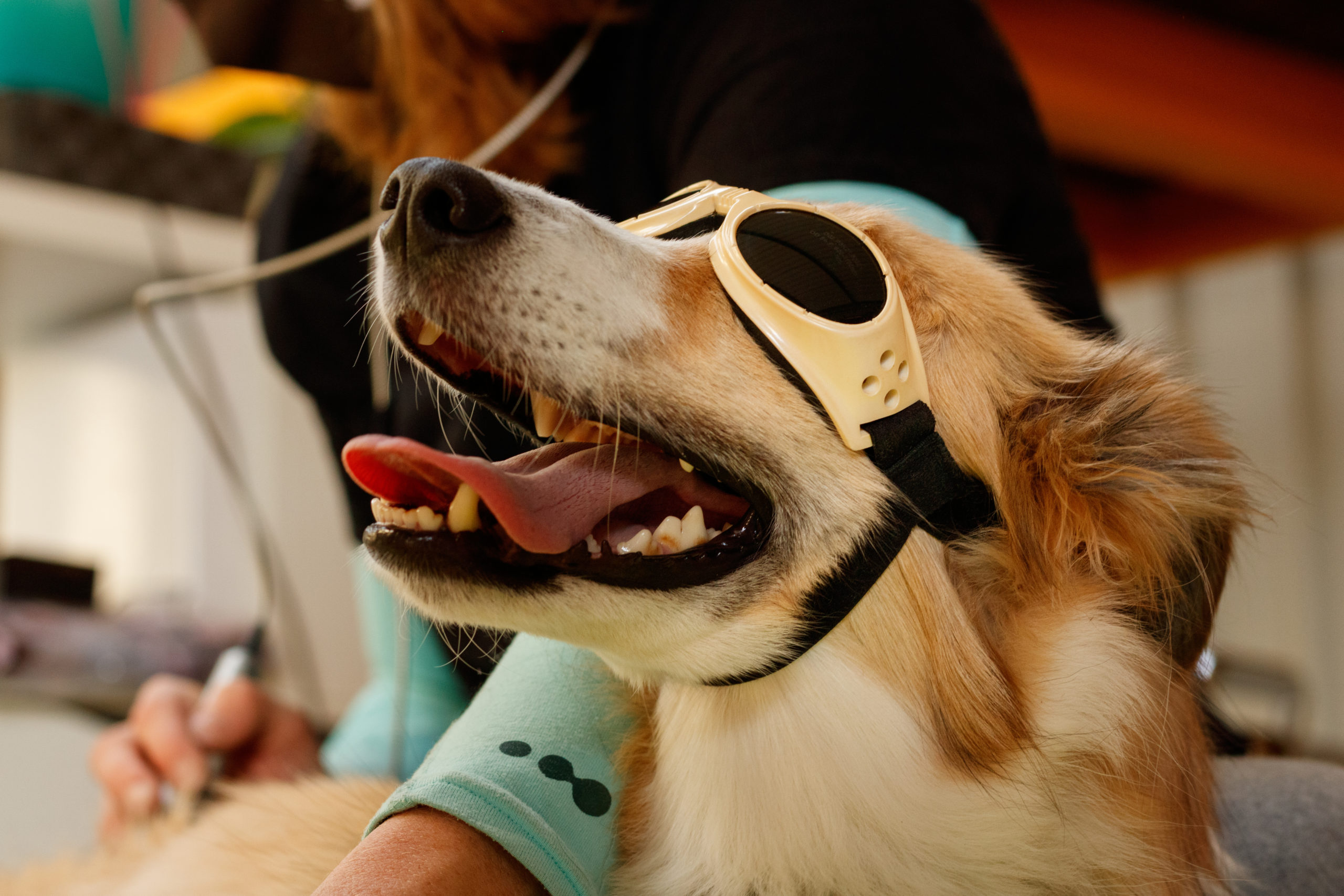 laser therapy treatment performed on dog