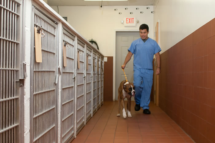 dog being led through boarding facility